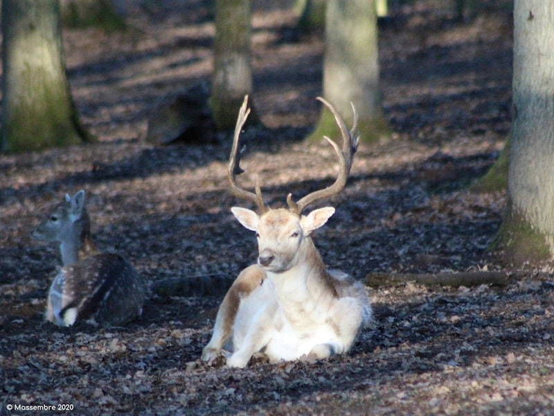 Massembre dieren 1