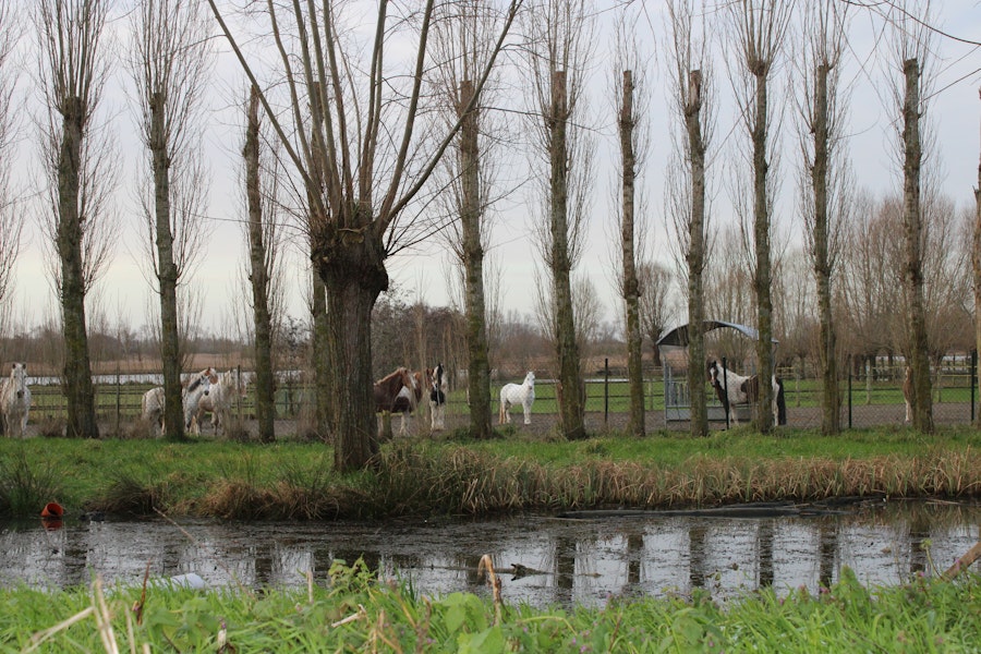 Sport Vlaanderen ‘De Rhille’ Woumen - paarden